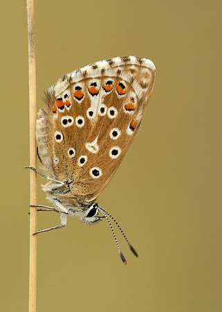 Adonis Blue Polyommatus bellargus