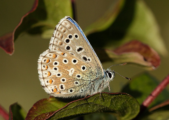 Adonis Blue Polyommatus bellargus
