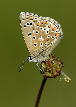 Adonis Blue Polyommatus bellargus