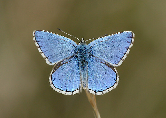Adonis Blue Polyommatus bellargus