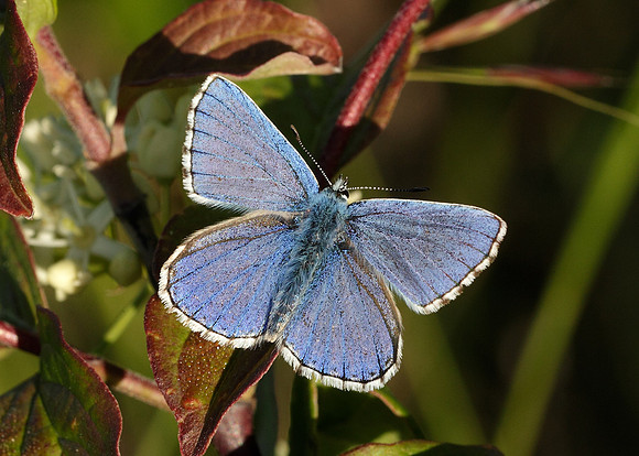 Adonis Blue Polyommatus bellargus