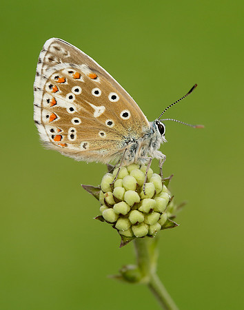 Adonis Blue Polyommatus bellargus