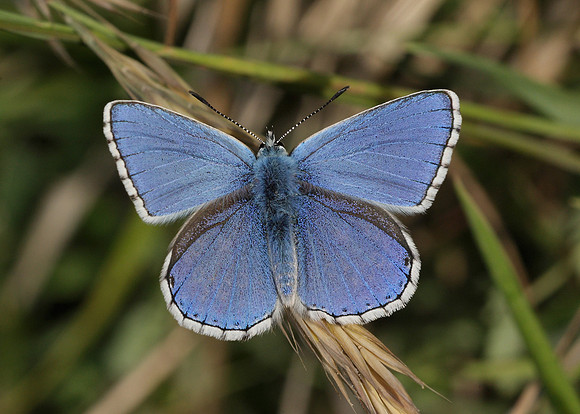 Adonis Blue Polyommatus bellargus