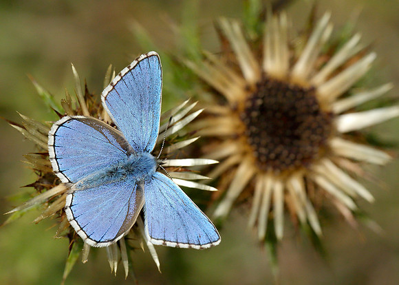 Adonis Blue Polyommatus bellargus