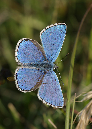 Adonis Blue Polyommatus bellargus