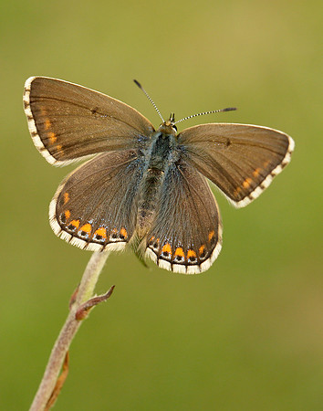 Adonis Blue Polyommatus bellargus