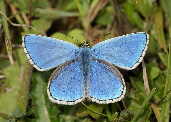 Adonis Blue Polyommatus bellargus
