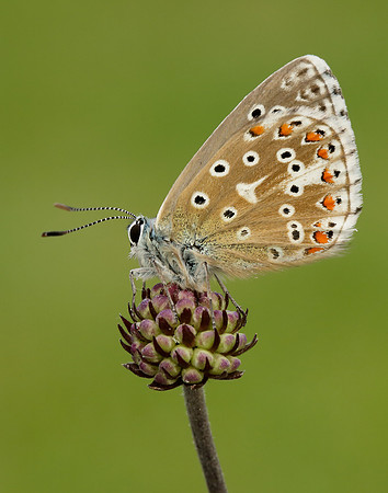 Adonis Blue Polyommatus bellargus