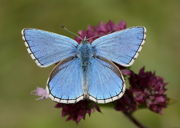 Adonis Blue Polyommatus bellargus