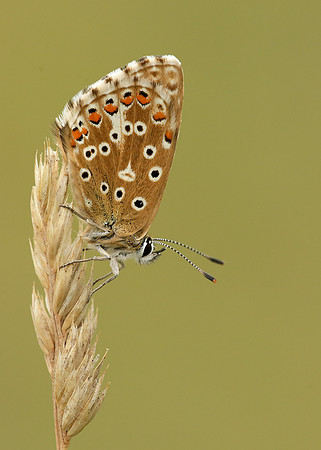 Adonis Blue Polyommatus bellargus