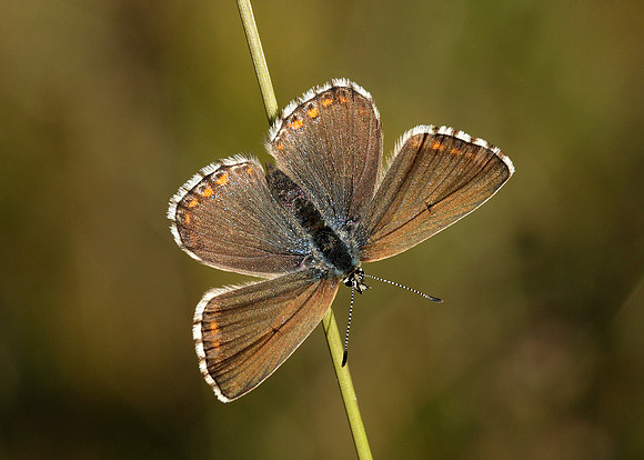 Adonis Blue Polyommatus bellargus