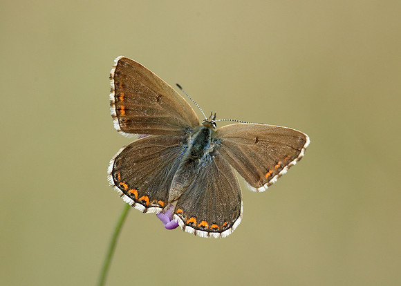 Adonis Blue Polyommatus bellargus