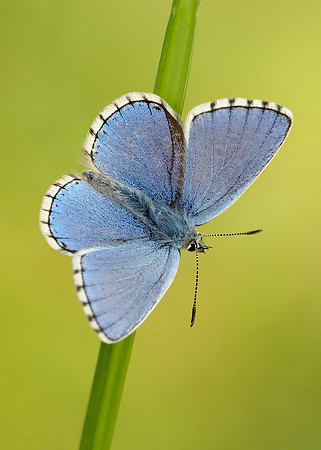 Adonis Blue Polyommatus bellargus