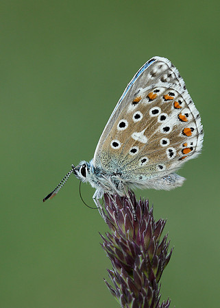Adonis Blue Polyommatus bellargus