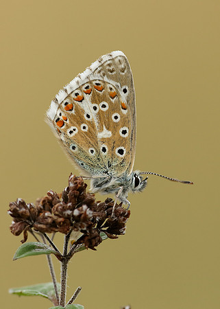 Adonis Blue Polyommatus bellargus