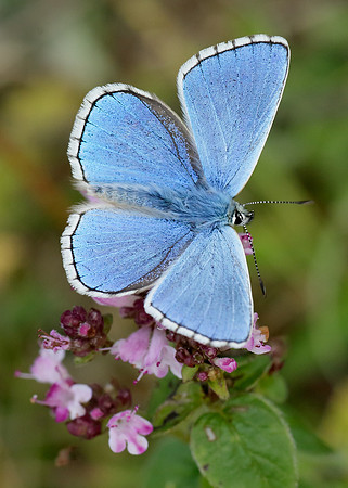 Adonis Blue Polyommatus bellargus