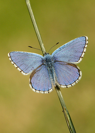 Adonis Blue Polyommatus bellargus