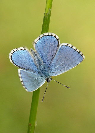Adonis Blue Polyommatus bellargus