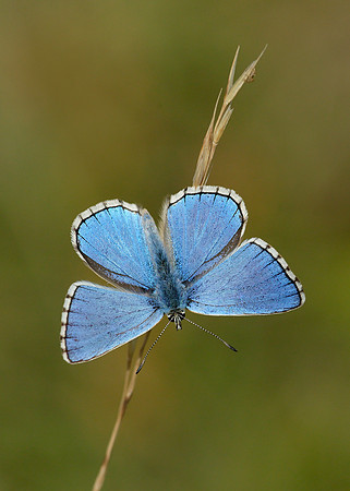 Adonis Blue Polyommatus bellargus