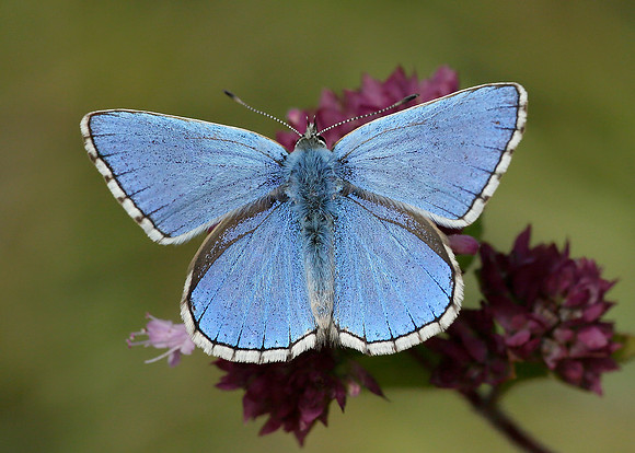 Adonis Blue Polyommatus bellargus
