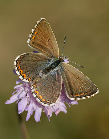 Adonis Blue Polyommatus bellargus