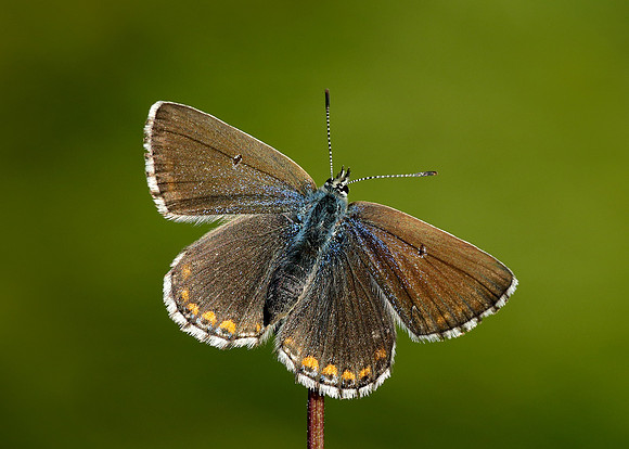 Adonis Blue Polyommatus bellargus