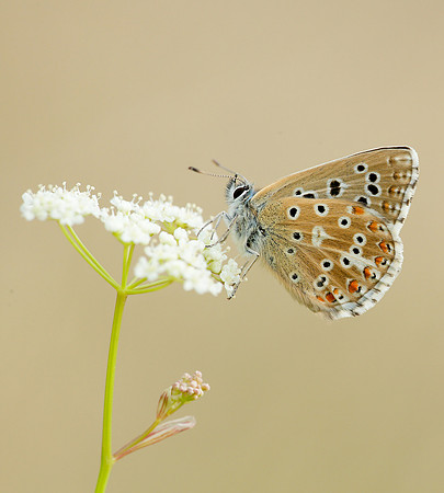 Adonis Blue Polyommatus bellargus