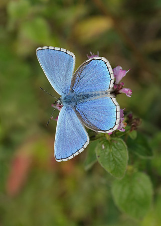 Adonis Blue Polyommatus bellargus