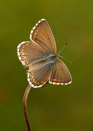 Adonis Blue Polyommatus bellargus