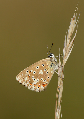 Adonis Blue Polyommatus bellargus