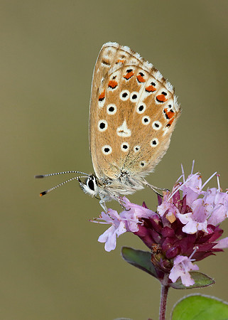 Adonis Blue Polyommatus bellargus