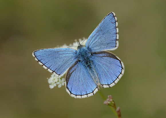 Adonis Blue Polyommatus bellargus