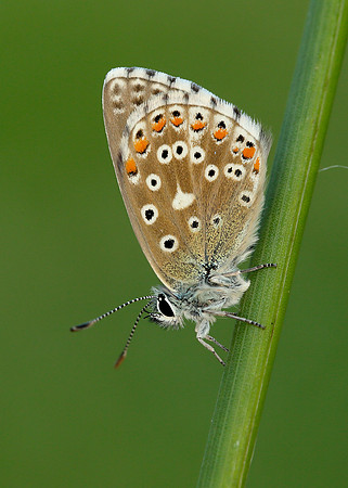 Adonis Blue Polyommatus bellargus
