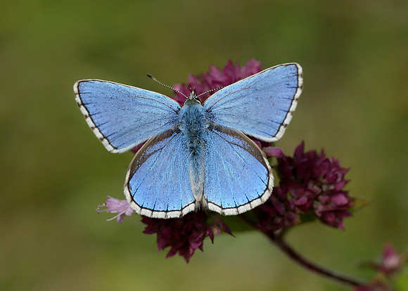 Adonis Blue Polyommatus bellargus