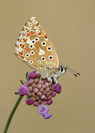 Adonis Blue Polyommatus bellargus