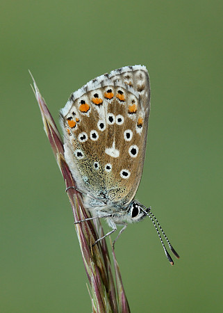 Adonis Blue Polyommatus bellargus