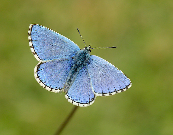 Adonis Blue Polyommatus bellargus