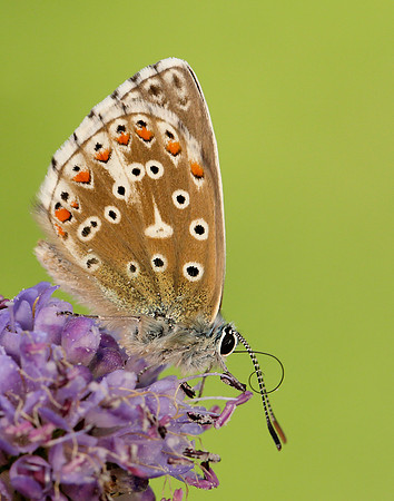 Adonis Blue Polyommatus bellargus