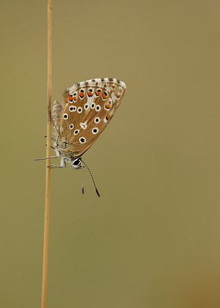 Adonis Blue Polyommatus bellargus