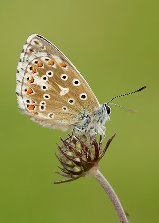 Adonis Blue Polyommatus bellargus