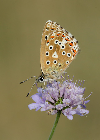 Adonis Blue Polyommatus bellargus
