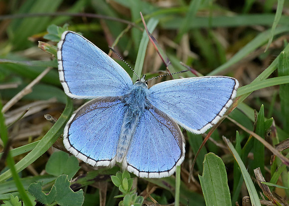 Adonis Blue Polyommatus bellargus