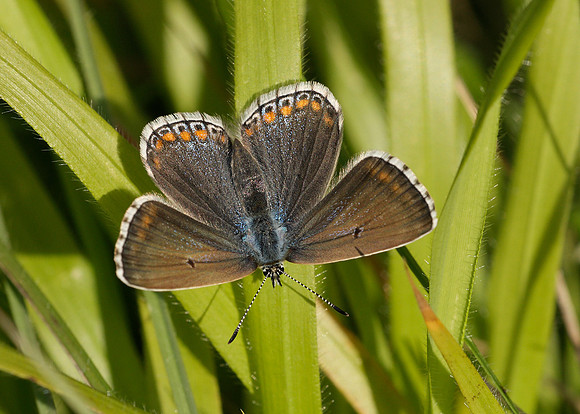 Adonis Blue Polyommatus bellargus