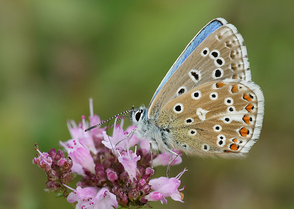 Adonis Blue Polyommatus bellargus