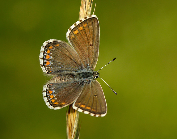 Adonis Blue Polyommatus bellargus