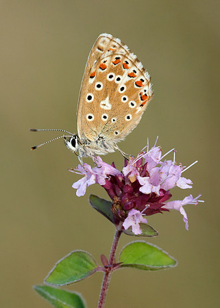 Adonis Blue Polyommatus bellargus