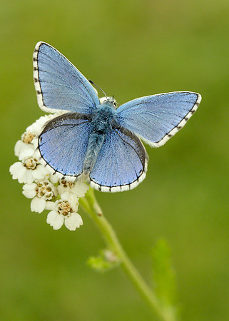 Adonis Blue Polyommatus bellargus