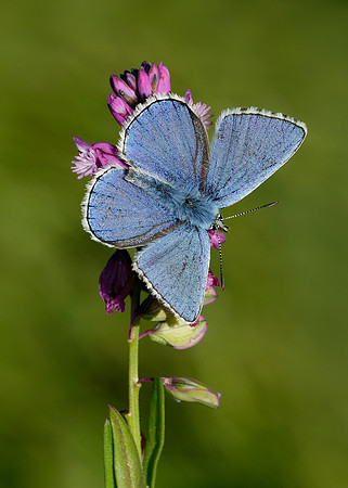 Adonis Blue Polyommatus bellargus