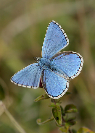 Adonis Blue Polyommatus bellargus