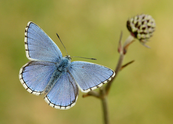 Adonis Blue Polyommatus bellargus